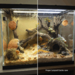 découvrez comment bien installer le terrarium de votre gecko léopard en évitant les erreurs courantes. apprenez les meilleures pratiques pour créer un habitat sain et sécurisé pour votre reptile, tout en optimisant son bien-être.