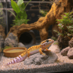 découvrez des astuces indispensables pour assurer le bien-être de votre gecko léopard. apprenez à améliorer son habitat, sa nutrition et sa santé grâce à nos conseils experts.