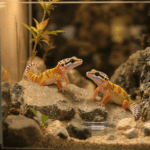 découvrez comment choisir le sexe idéal pour votre premier gecko léopard. cette guide vous aide à comprendre les différences entre mâles et femelles, leurs comportements, et ce qui convient le mieux à votre expérience d'éleveur. idéal pour les débutants passionnés d'animaux exotiques.