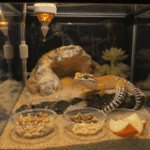 découvrez notre guide complet sur l'alimentation de votre gecko léopard. apprenez à choisir les meilleurs aliments, à établir un régime équilibré et à assurer la santé et le bien-être de votre reptile. idéal pour les propriétaires débutants et expérimentés.