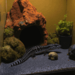 découvrez les caractéristiques fascinantes du gecko léopard noir et apprenez les soins essentiels pour assurer son bien-être. explorez son habitat, son alimentation et les meilleures pratiques pour en prendre soin, afin de garantir une vie saine et harmonieuse à ce reptile captivant.