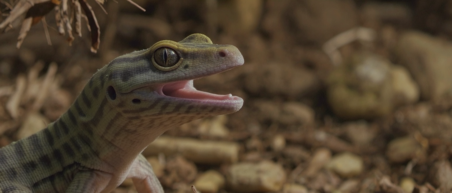 découvrez les raisons fascinantes pour lesquelles un gecko 'parle' et plongez dans l'univers de ses vocalisations. apprenez à décoder ces sons et à comprendre leur signification dans la communication entre ces reptiles captivants.