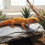 gecko léopard tangerine - Image de couverture