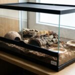 terrarium gecko léopard prix - Image de couverture